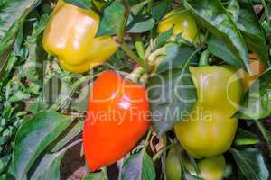 Large fruits ripen peppers in the garden.