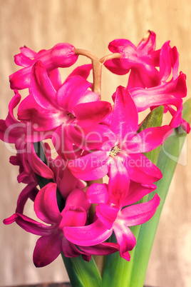 Hyacinth blooming among green leaves