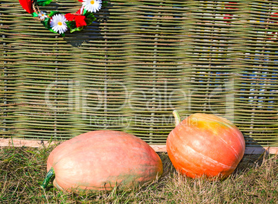 Two big pumpkins lie at a wattled fence.