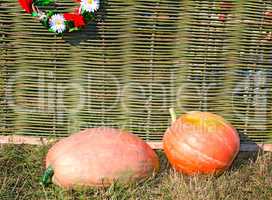 Two big pumpkins lie at a wattled fence.