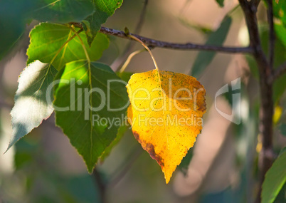 The first yellow leaf on the branches of birch.