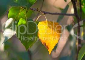 The first yellow leaf on the branches of birch.