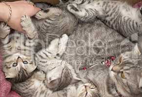 Beautiful pedigreed cat and her kittens.