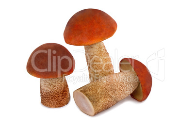 Three beautiful mushroom  on a white bac