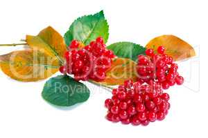 Clusters of berries of a guelder-rose and autumn leaves on a whi