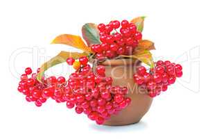 Berries of viburnum and yellow leaves in a ceramic vase on a whi