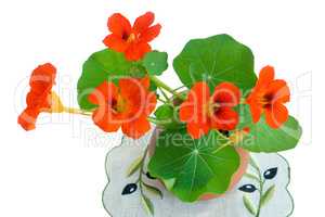 Nasturtium flowers in a ceramic vase on a white background.