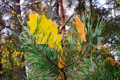 Yellow autumn leaves of an oak and branch of a pine.