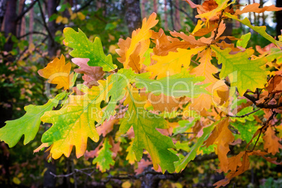 The autumn wood, oak branch with yellow leaves.