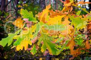 The autumn wood, oak branch with yellow leaves.