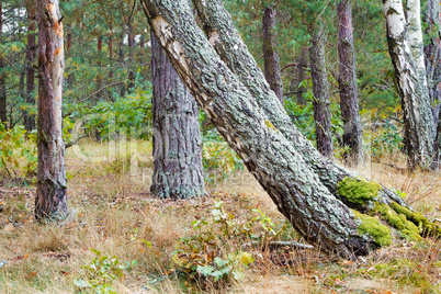 Forest landscape in the early autumn.