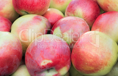 Large ripe apples , photographed close up.