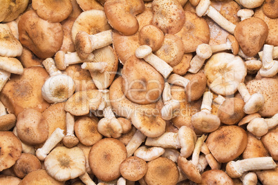 A large number of fungi honey fungus.