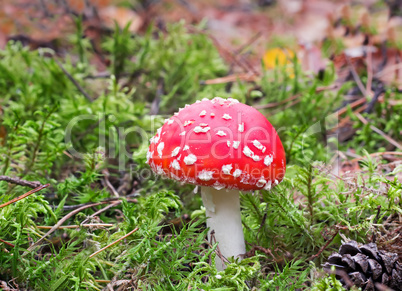 Mushroom mushroom in a forest glade.