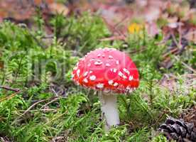 Mushroom mushroom in a forest glade.
