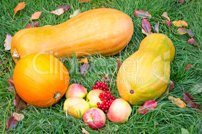 Pumpkins, apples and berries on the green grass.