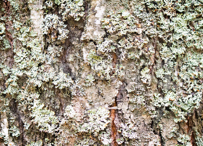 The trunk of an old tree foreground ( background image).