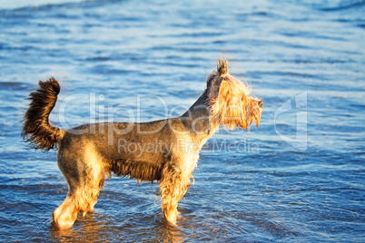 Dog on the shore of the sea plays in the water.