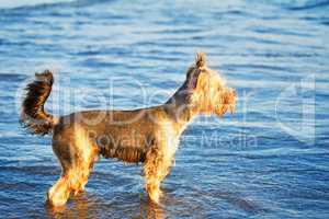 Dog on the shore of the sea plays in the water.