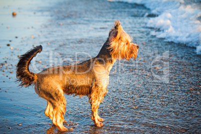 Dog on the shore of the sea plays in the water.