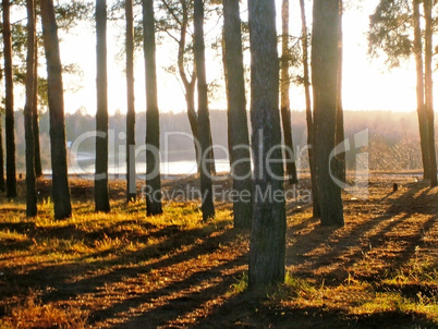 Forest landscape in the early autumn.