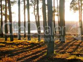 Forest landscape in the early autumn.