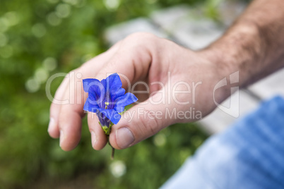 Closeup of man holding gentian into the camera