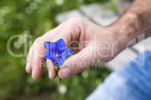 Closeup of man holding gentian into the camera