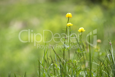 Buttercups on a meadow
