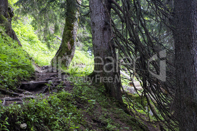 Large roots in the forest