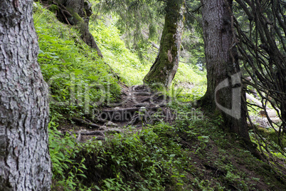 Large roots in the forest