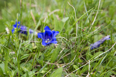 Gentians on a meadow, Bavaria