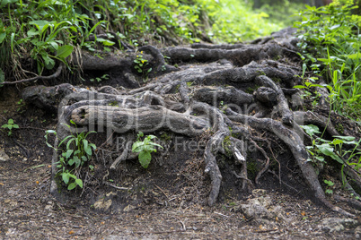 Large roots in the forest