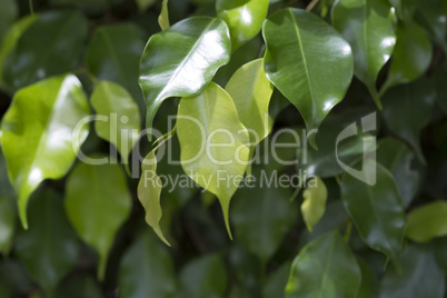 Closeup of green leaves