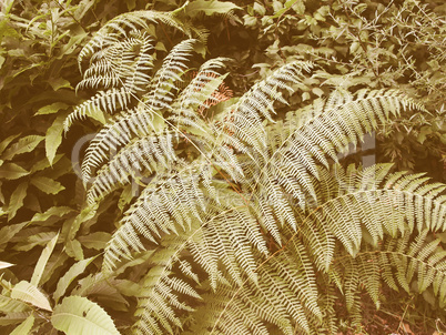 Retro looking Fern picture Retro looking Fern picture