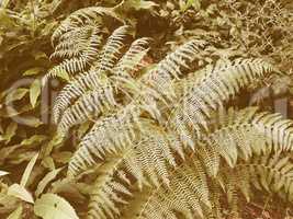 Retro looking Fern picture