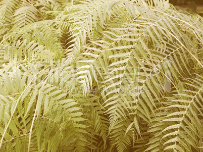 Retro looking Ferns picture