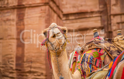 camels in Petra