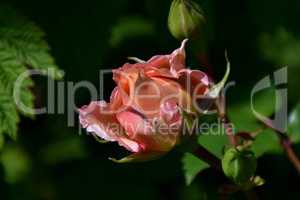 Lachsfärbige Rose