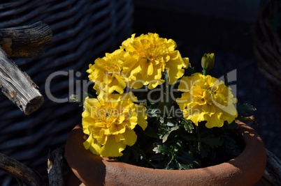 Gelbe Tagetes