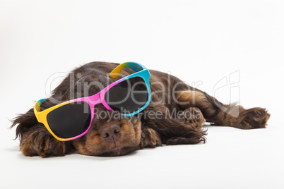 Cute Cocker Spaniel Puppy Dog Wearing Sunglasses