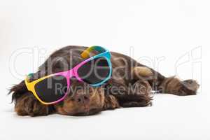 Cute Cocker Spaniel Puppy Dog Wearing Sunglasses