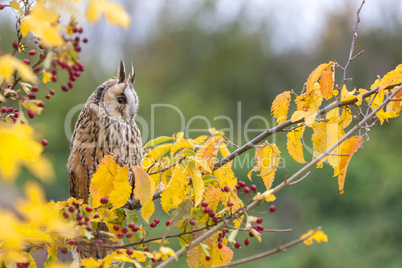 Long Eared Owl Sitting in Tree
