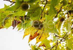 Spiky green chestnuts among leaves on branches