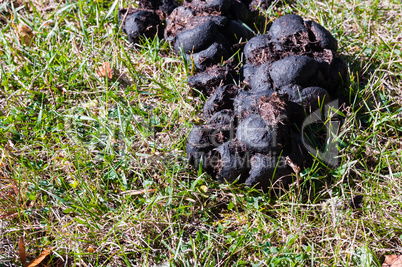 Detail of horse manure drying in sun on grass
