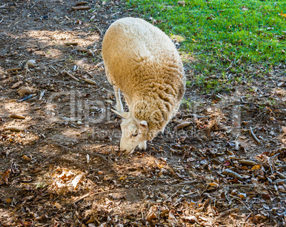 Single sheep foraging on ground
