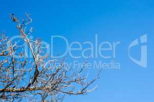 Bare tree branches and twigs on clear blue sky