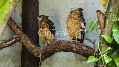 Two owls on a branch