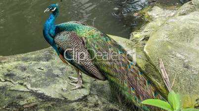 Peacock by a pond