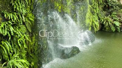 Waterfall with green leafs loop